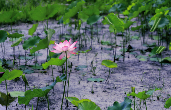 中峰荷花K