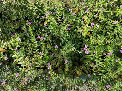 紫萼距花与叶背景