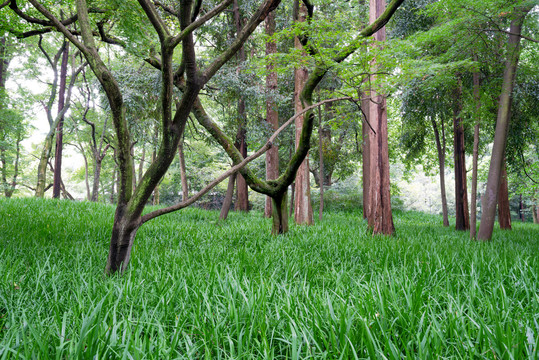 树林与草地草坪
