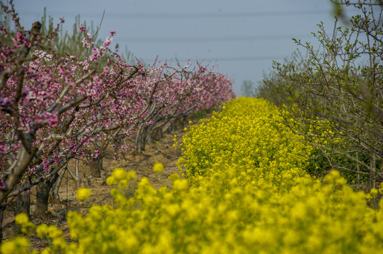 桃花油菜