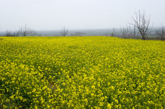 油菜花