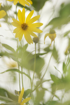 菊芋洋姜芋花