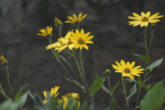 菊芋洋姜芋