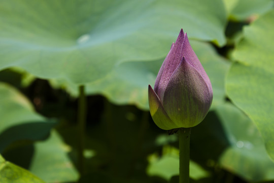 荷花花苞