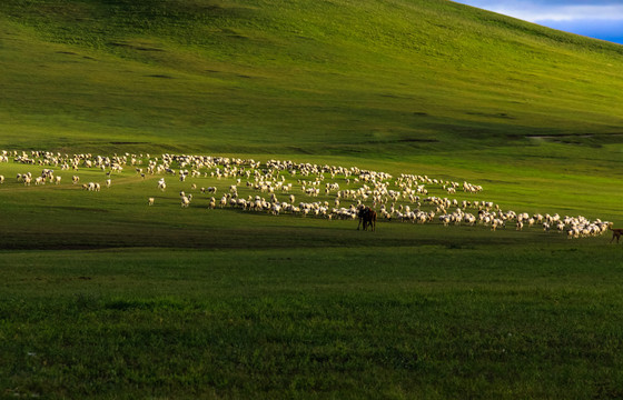 丘陵草原放牧羊群