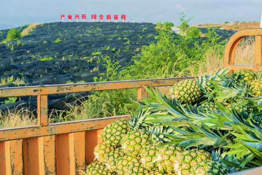 攀枝花大面山菠萝凤梨