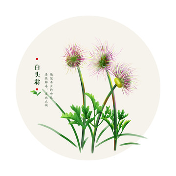 白頭翁