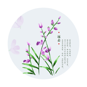 遠(yuǎn)志