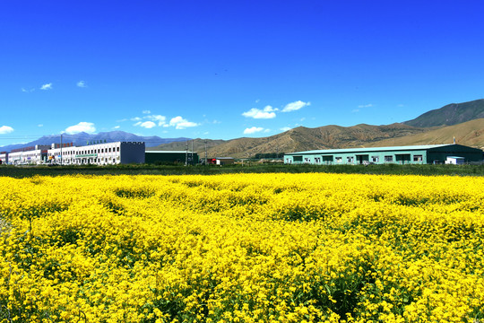 油菜花田旁的夏季蔬菜基地