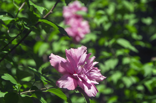 木槿花