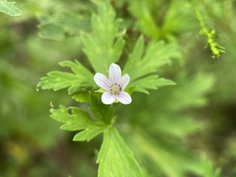 老鹳草花