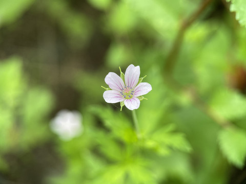 老鹳草花