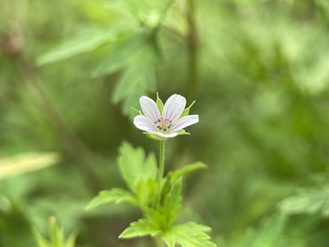 老鹳草花