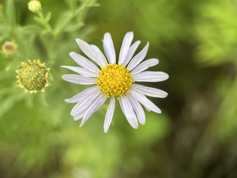 马兰花