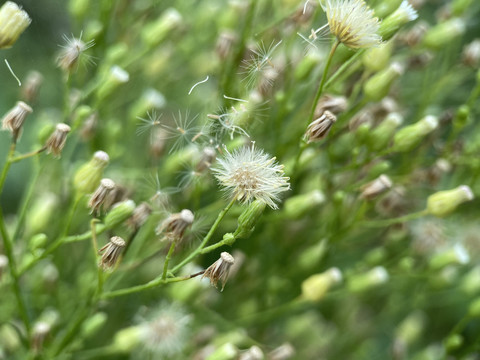 小蓬草