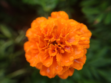 橙色的花朵真鲜艳