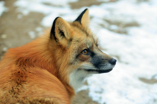 赤狐