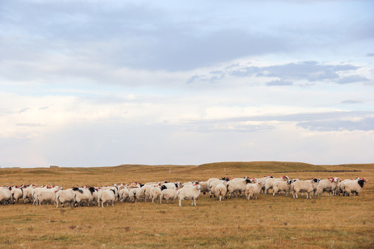 秋天草原上的羊群