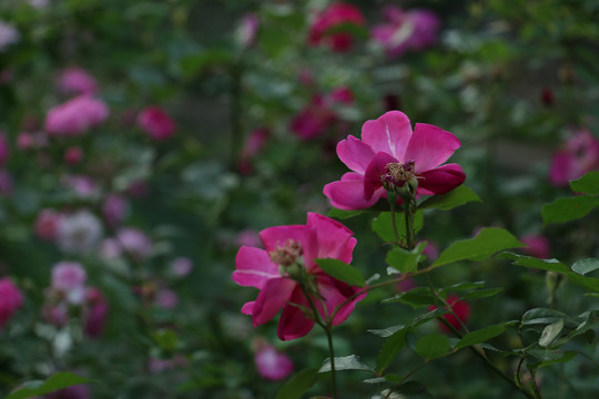 月季花丛