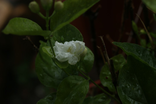 带雨珠的茉莉花