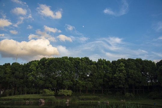 河岸树林