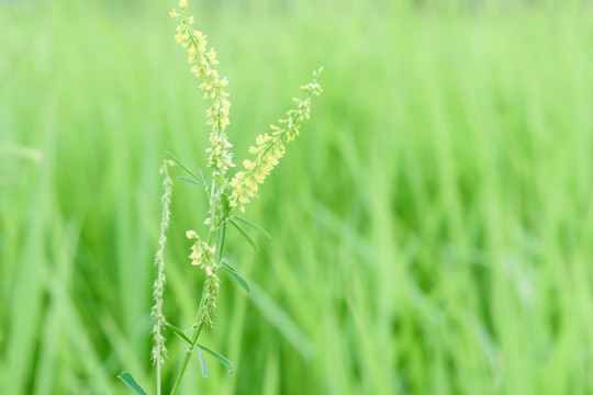 野花小黄花