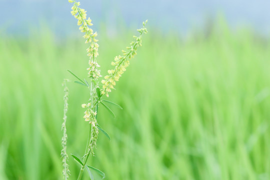 小野花