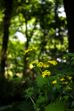 路边小黄花