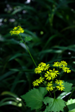 路边小黄花