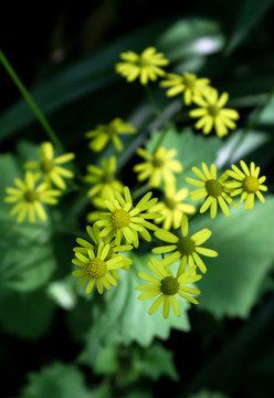 路边小黄花