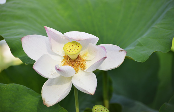 莲子荷叶荷花花蕾花瓣花卉