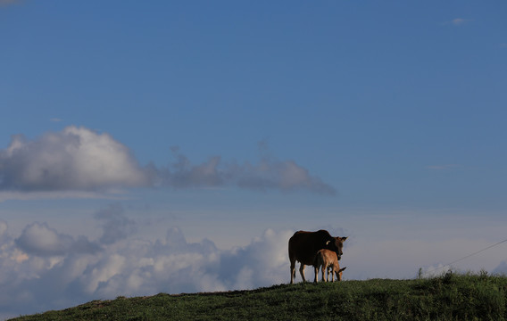 高山蓝天白云和牛