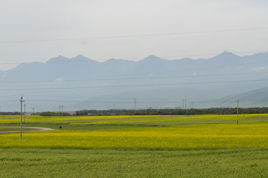 祁连山油菜花