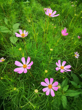 格桑花