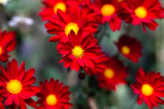 菊科花朵非洲菊