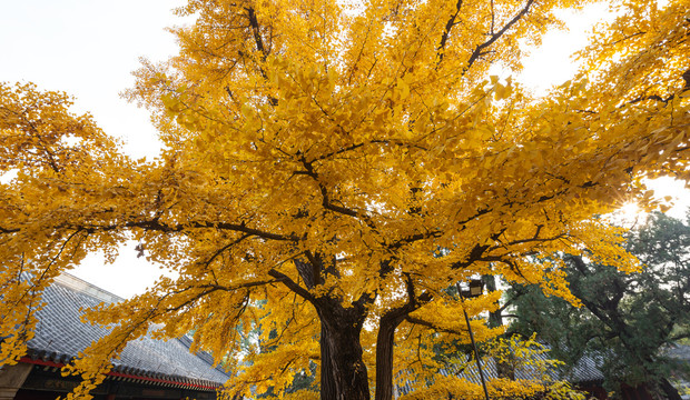 寺庙内的古树银杏树