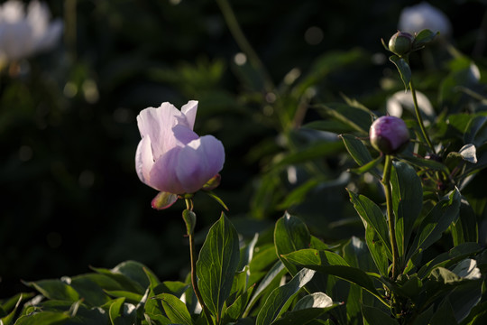 赤芍花