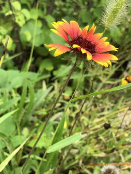 小花植物