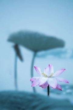 禅意摄影雨荷