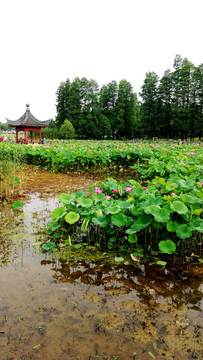 磨山荷花园