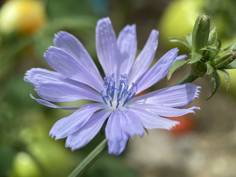 苦苣花