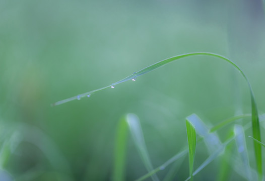 带露珠的小草