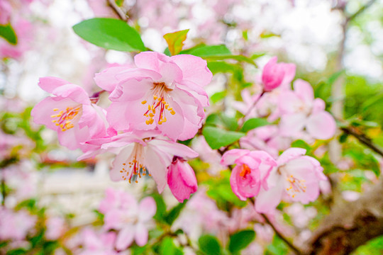 樱花花瓣