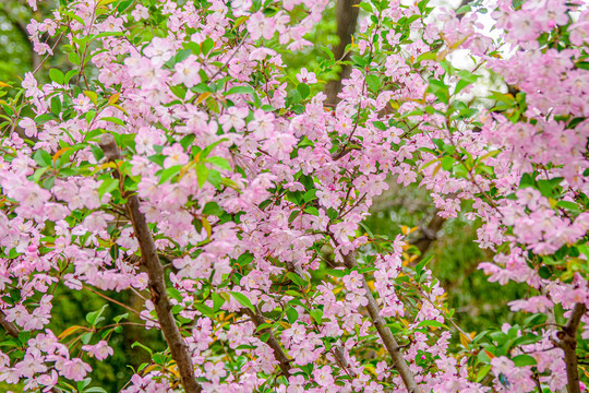 春暖花开