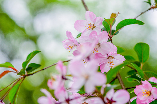 樱花