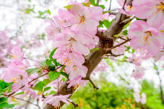 樱花树