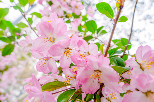 南京樱花