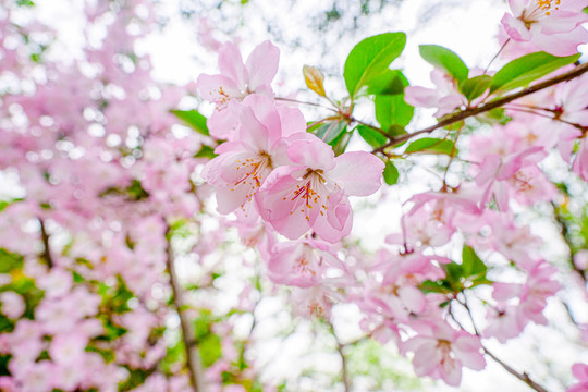 樱花