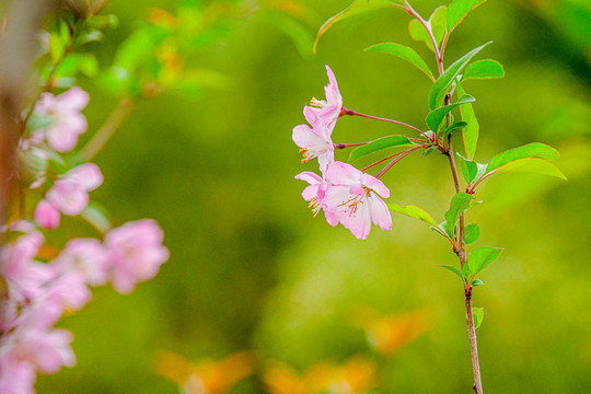 樱花特写