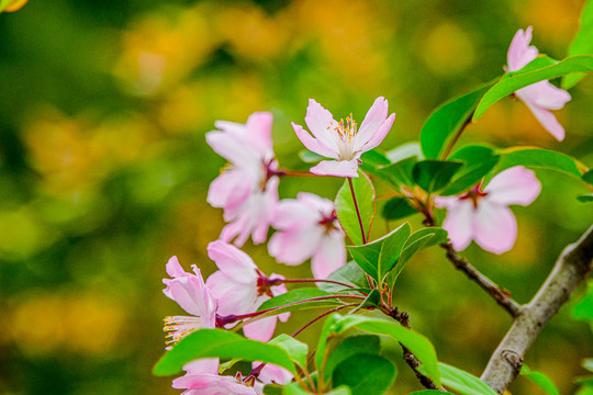 樱花特写